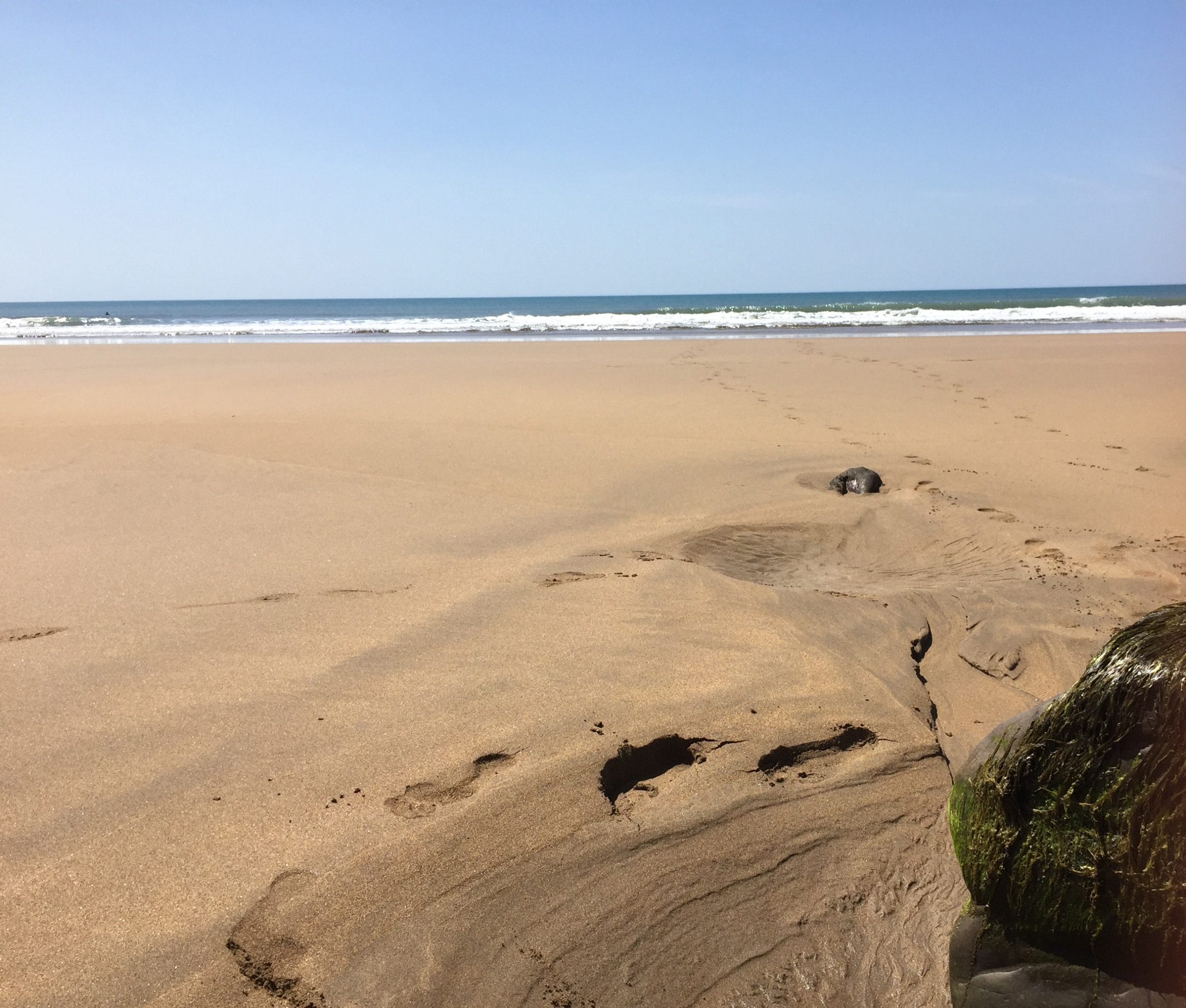 Swimming Alongside Grief